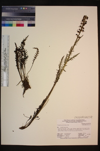 Pedicularis groenlandica image